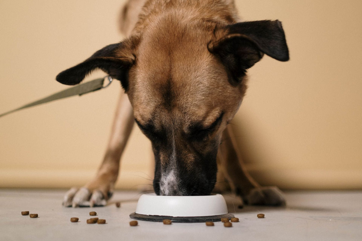 A Better Bowl, A Happier Pet: The Beauty of Everyday Feeding Rituals