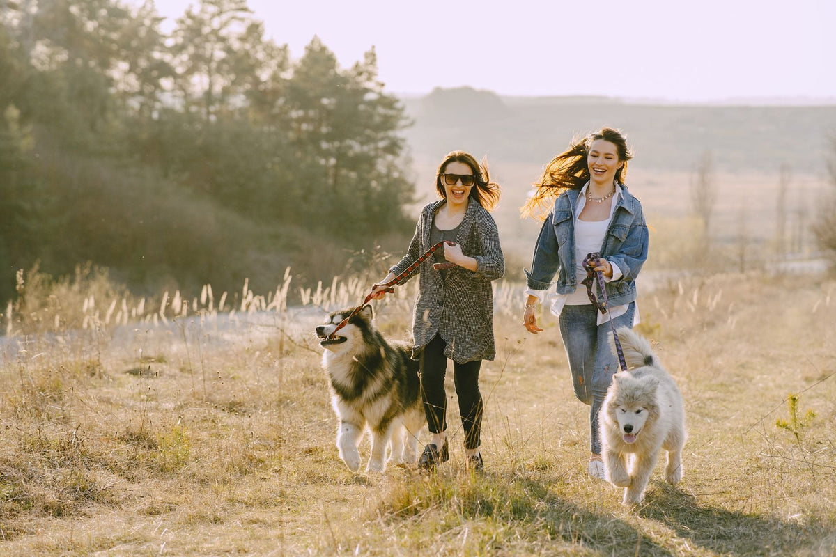 Beyond the Leash: Turning Everyday Dog Walks Into Beautiful Adventures