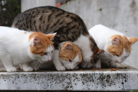 Happy Cats, Peaceful Mealtimes: Feeding Essentials for Multi-Cat Homes