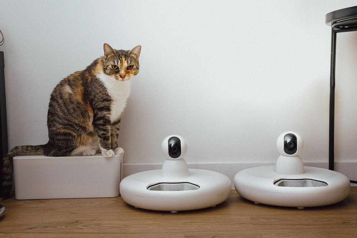 Smarter Care, Happier Cats: Bringing Everyday Convenience Into Pet Parenting