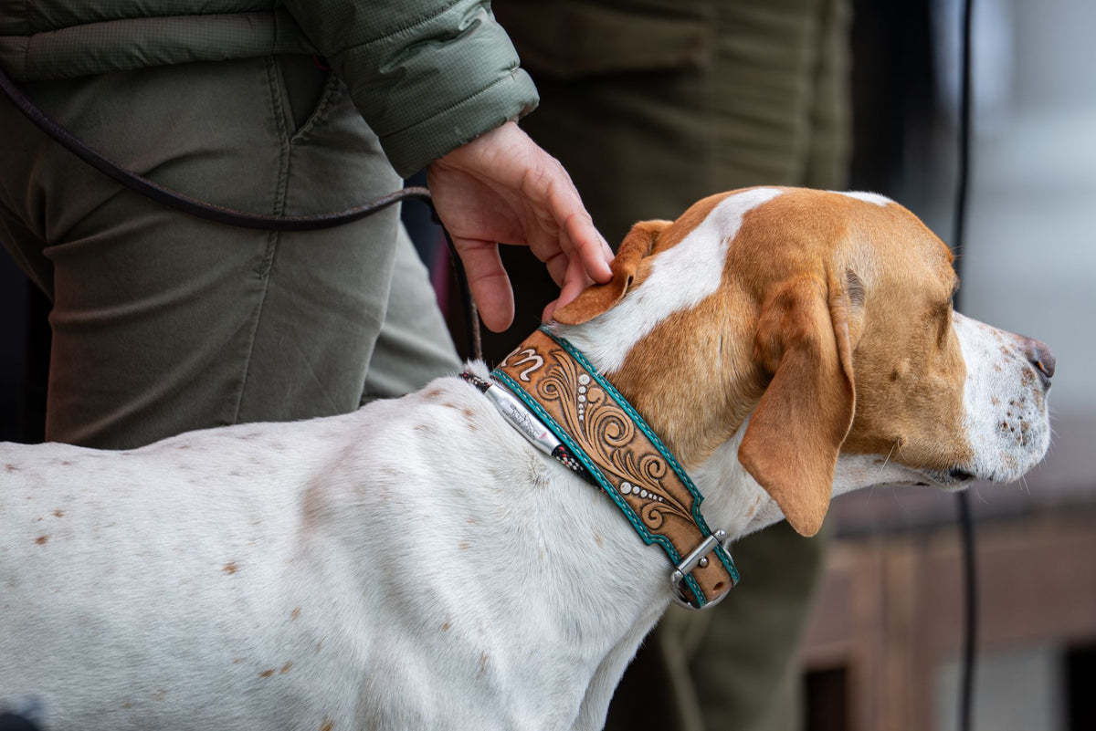 The Perfect Fit: Why Your Dog's Collar Matters More Than You Think