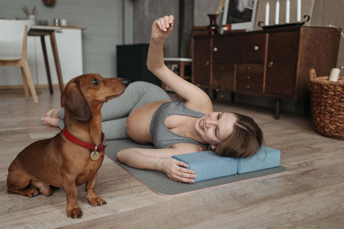 Small Spaces, Big Adventures: Keeping Dogs Happy and Active Indoors