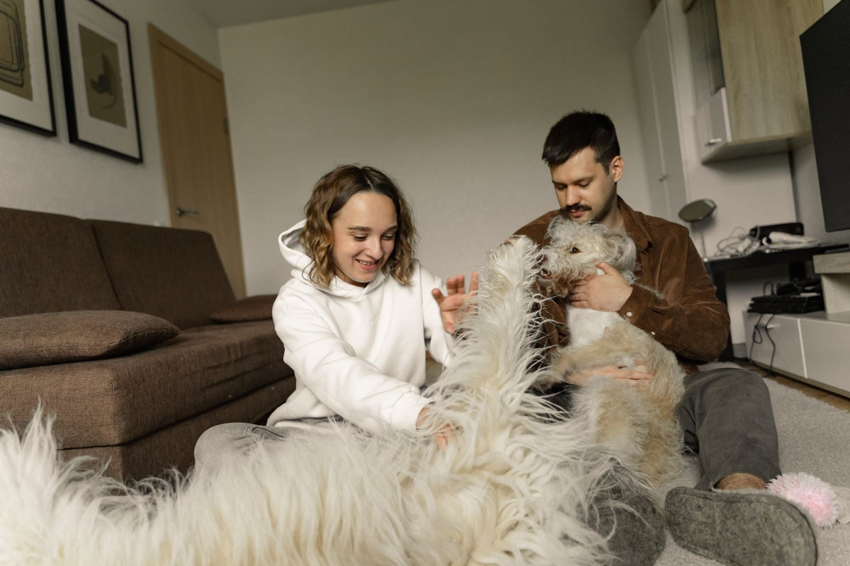 The Comfort They Deserve: Creating a Cozy and Restful Space for Your Dog