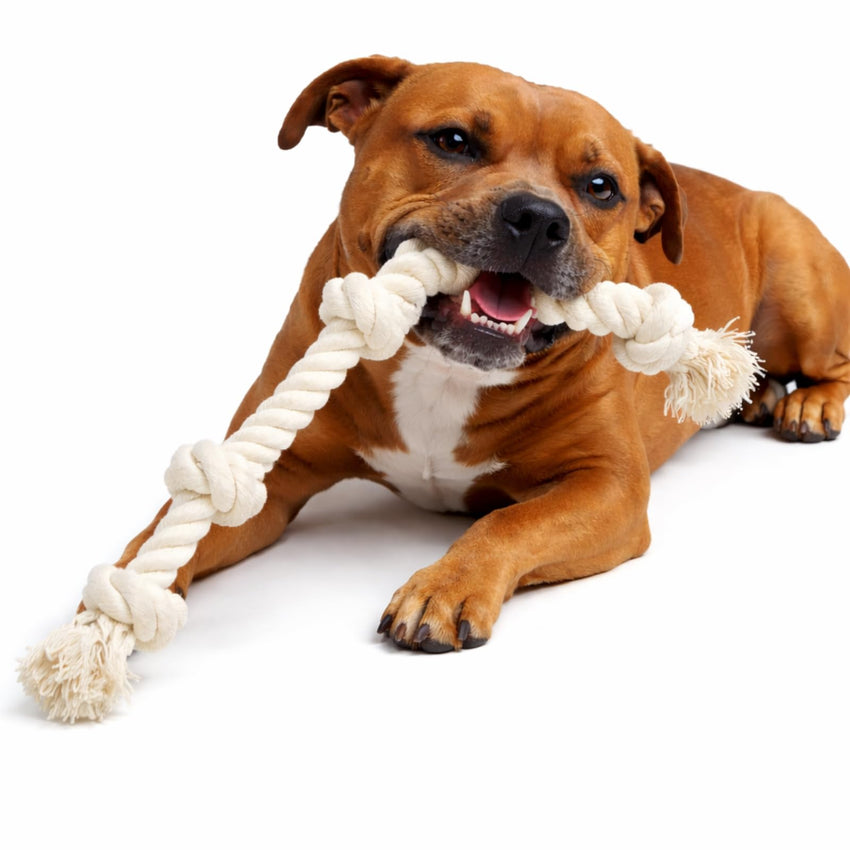 Leatherow 39-Inch 5-Knot Cotton Dog Tug & Chew Rope